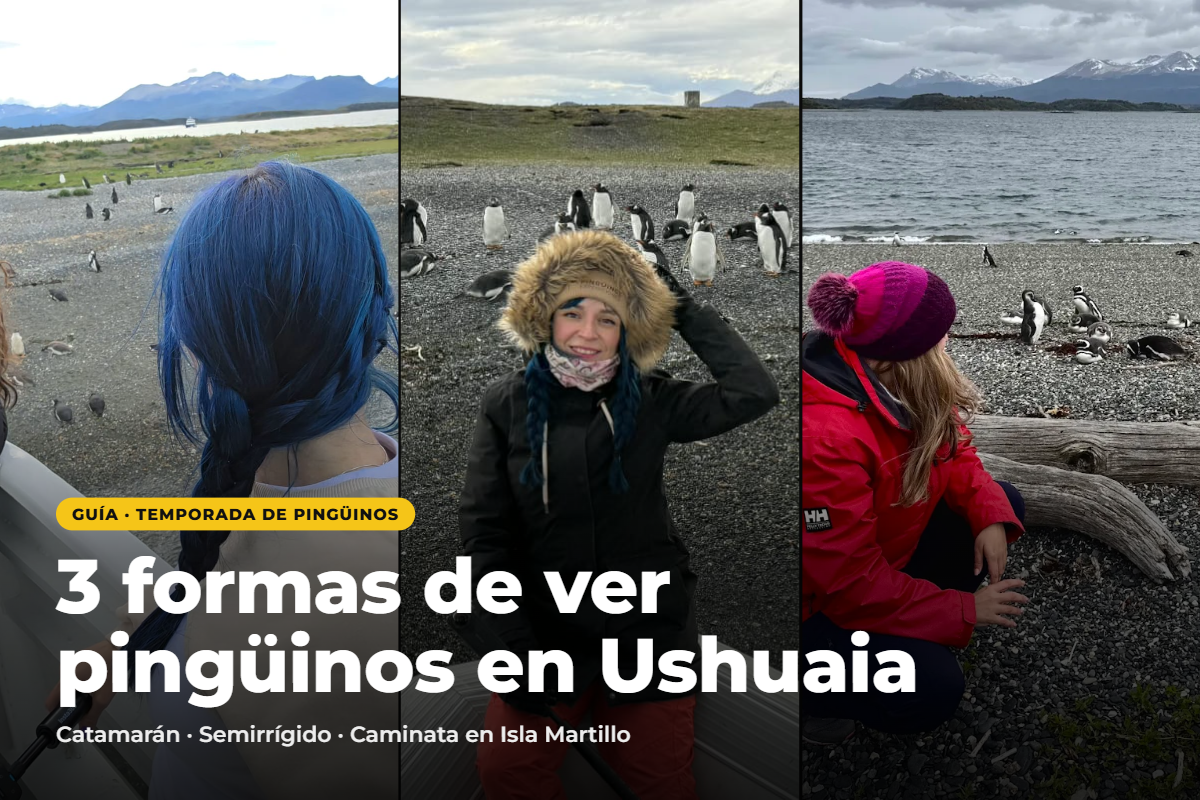 Read more about the article Cómo ver pingüinos en Ushuaia: 3 formas de llegar a la Isla Martillo